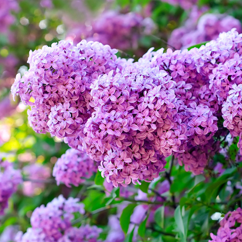 八月桂花树种