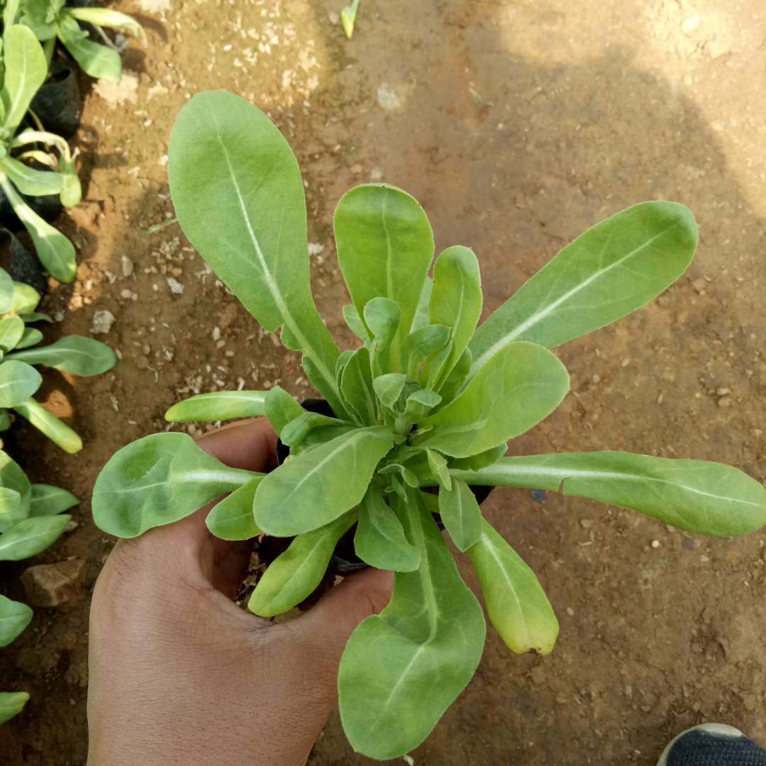 金盏菊 山东花卉基地特价批发 金盏菊盆栽 花卉苗木 金盏菊