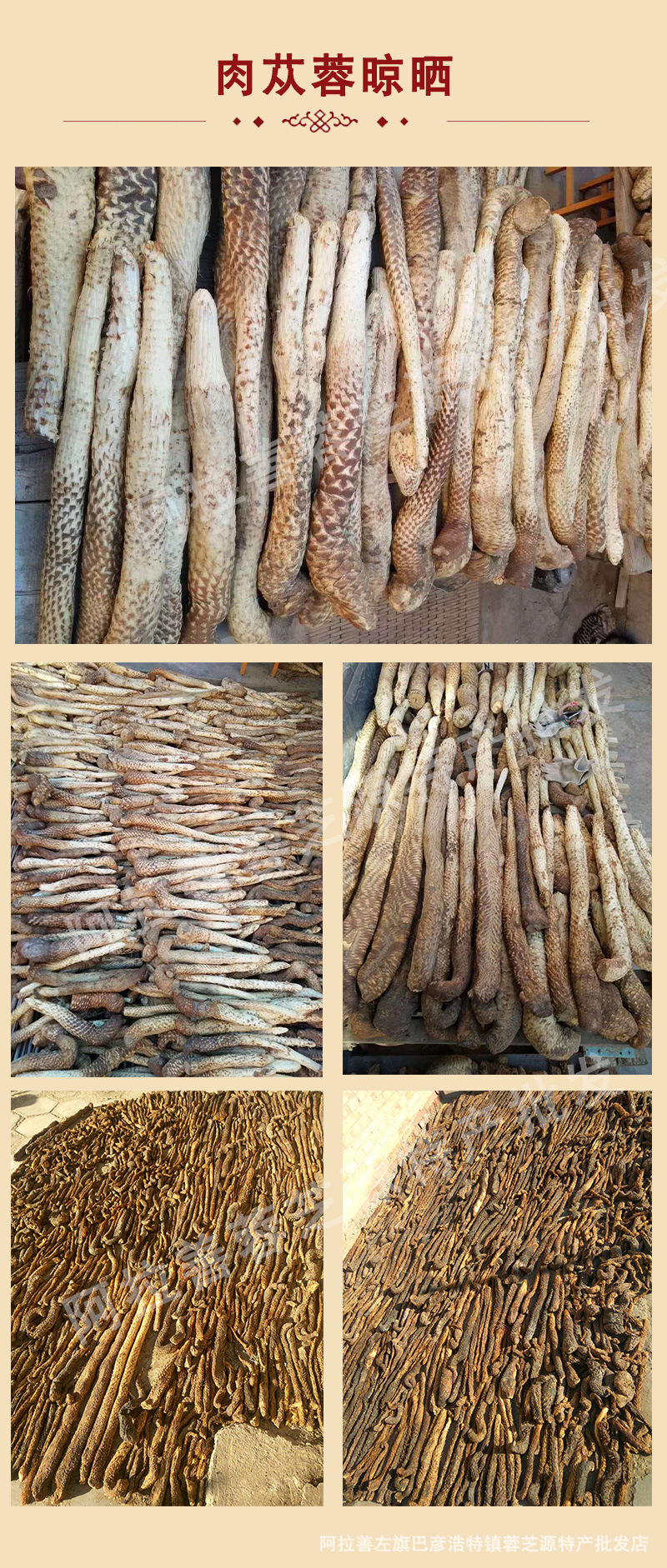 现货批发阿拉善肉苁蓉鲜干片泡茶滋补炖汤荒漠特产油苁蓉切片罐装