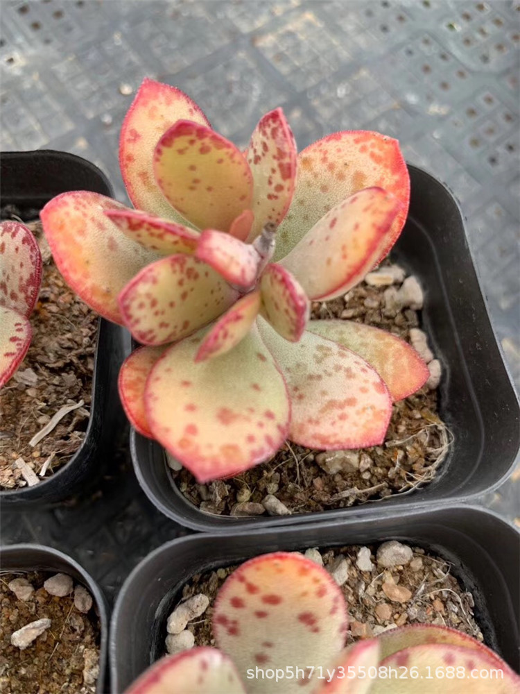 093大棚限时批发多肉植物 状态草莓蛋糕单头多肉品种裸根