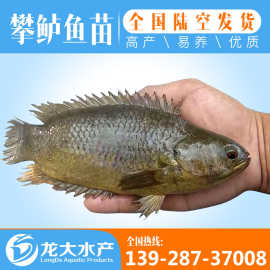 攀鲈鱼苗 过山鲫鱼苗 淡水养殖鱼苗