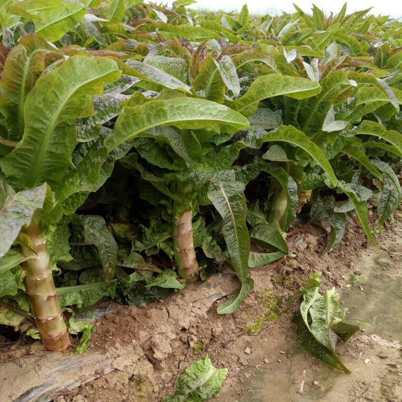 四川种都莴笋种子红剑莴笋种子红尖叶莴苣 耐寒味香秋冬蔬菜苗孑