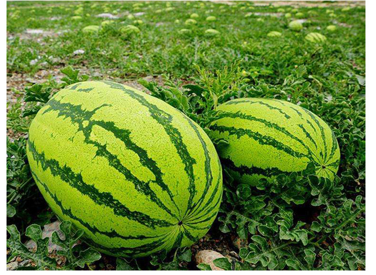抗重茬懒汉西瓜种子免整枝巨型西瓜高产春季水果西瓜籽孑
