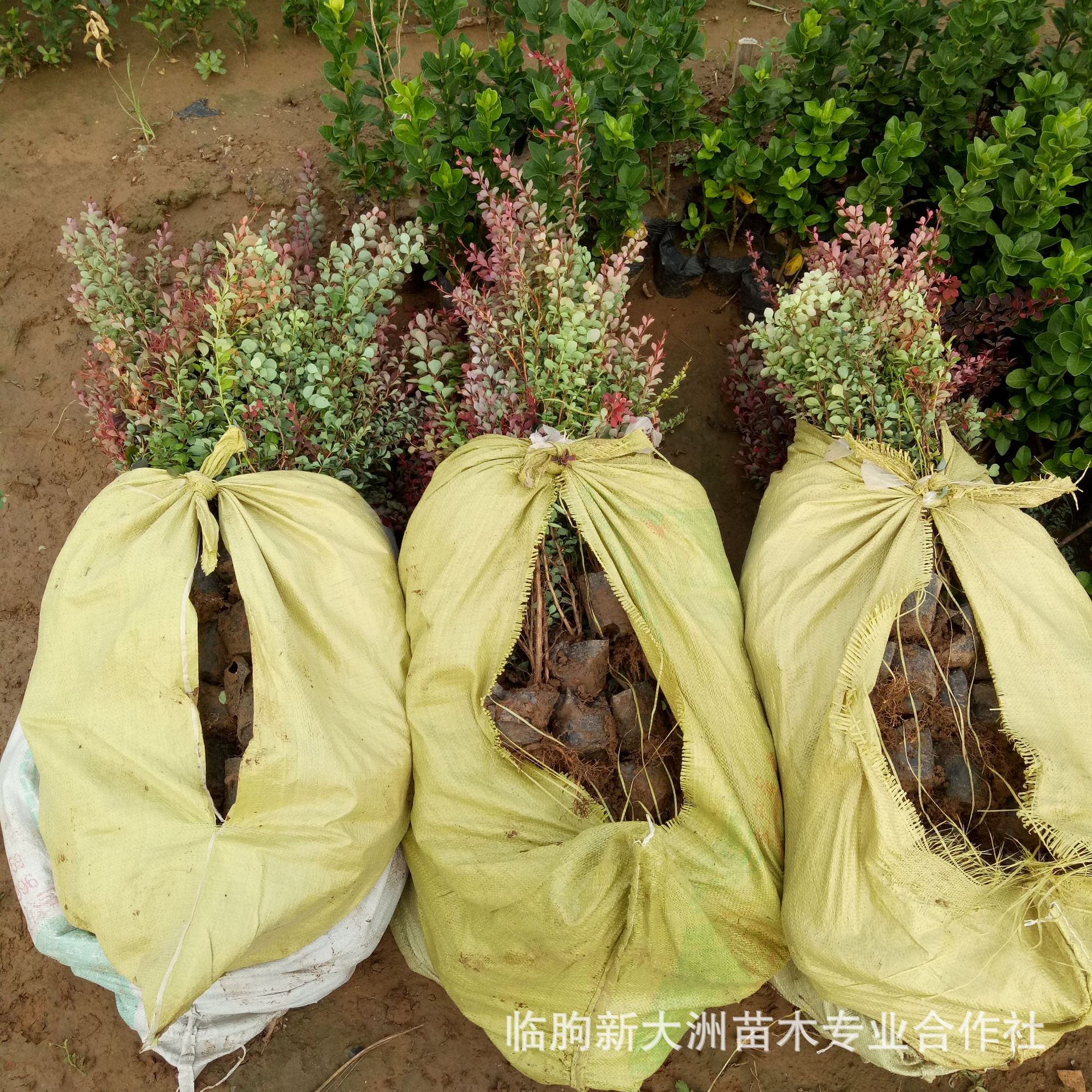 红叶小檗盆景(红叶小檗盆景怎么养)