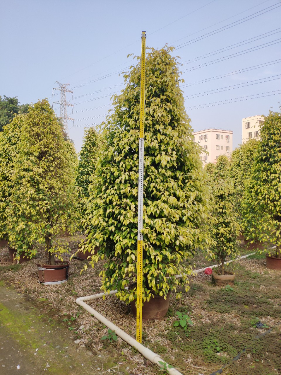 供应塔型金叶垂榕253米高盆苗黄金垂叶榕柱袋