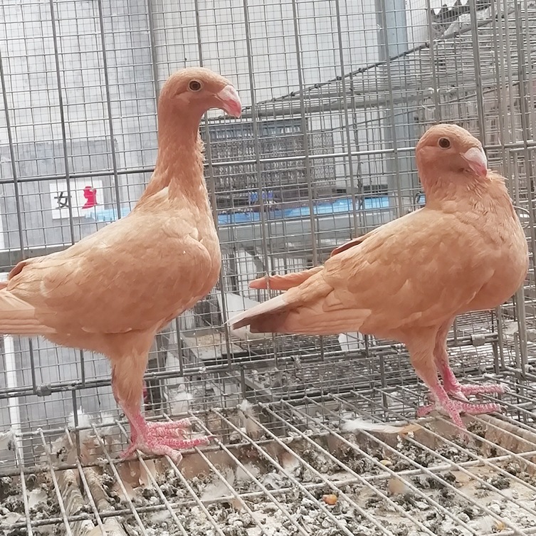 白俄罗斯鸽价格 亮子 美河马图片 白马头鸽子 黑俄罗斯马头鸽批发