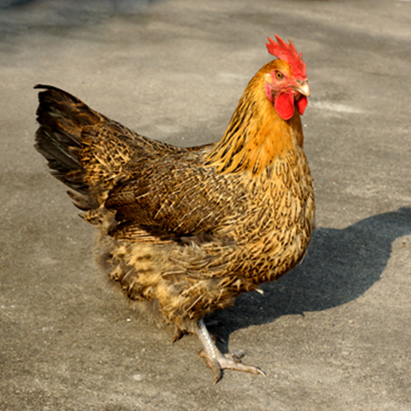 高产麻羽绿壳蛋鸡苗//青脚麻鸡苗//青脚土鸡苗//快大黄鸡苗