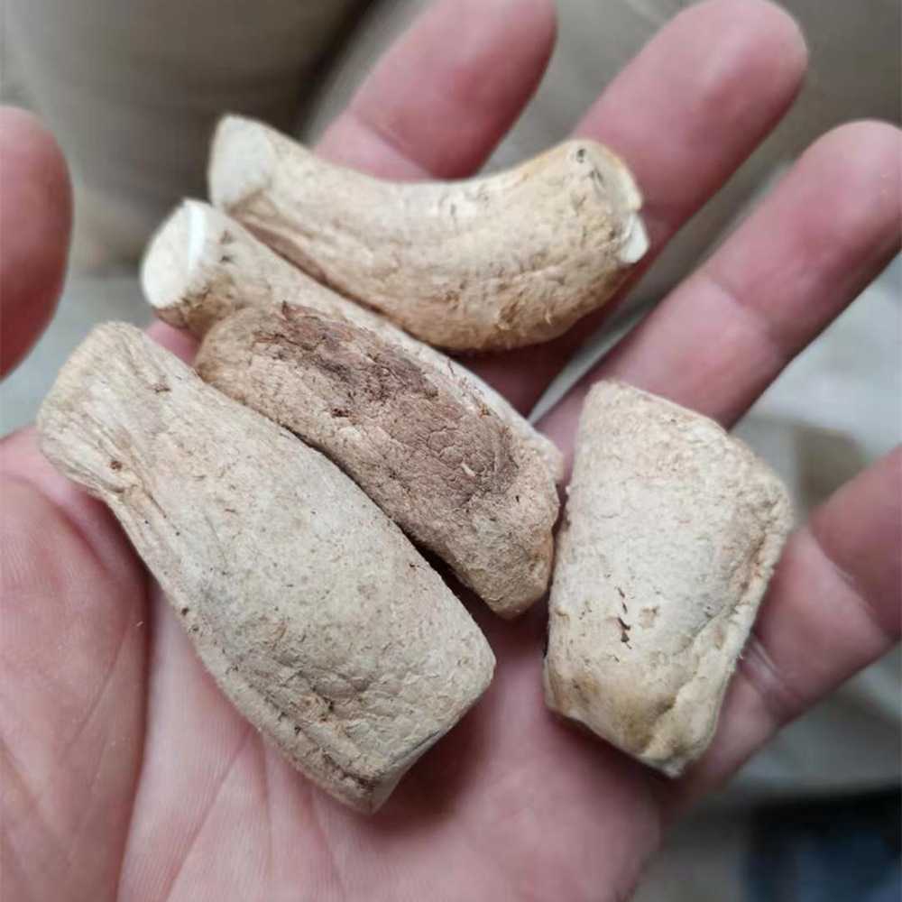 陕西绿昌隆双剪大号香菇脚2cm以上大小均匀干净卫生 产地批发零售