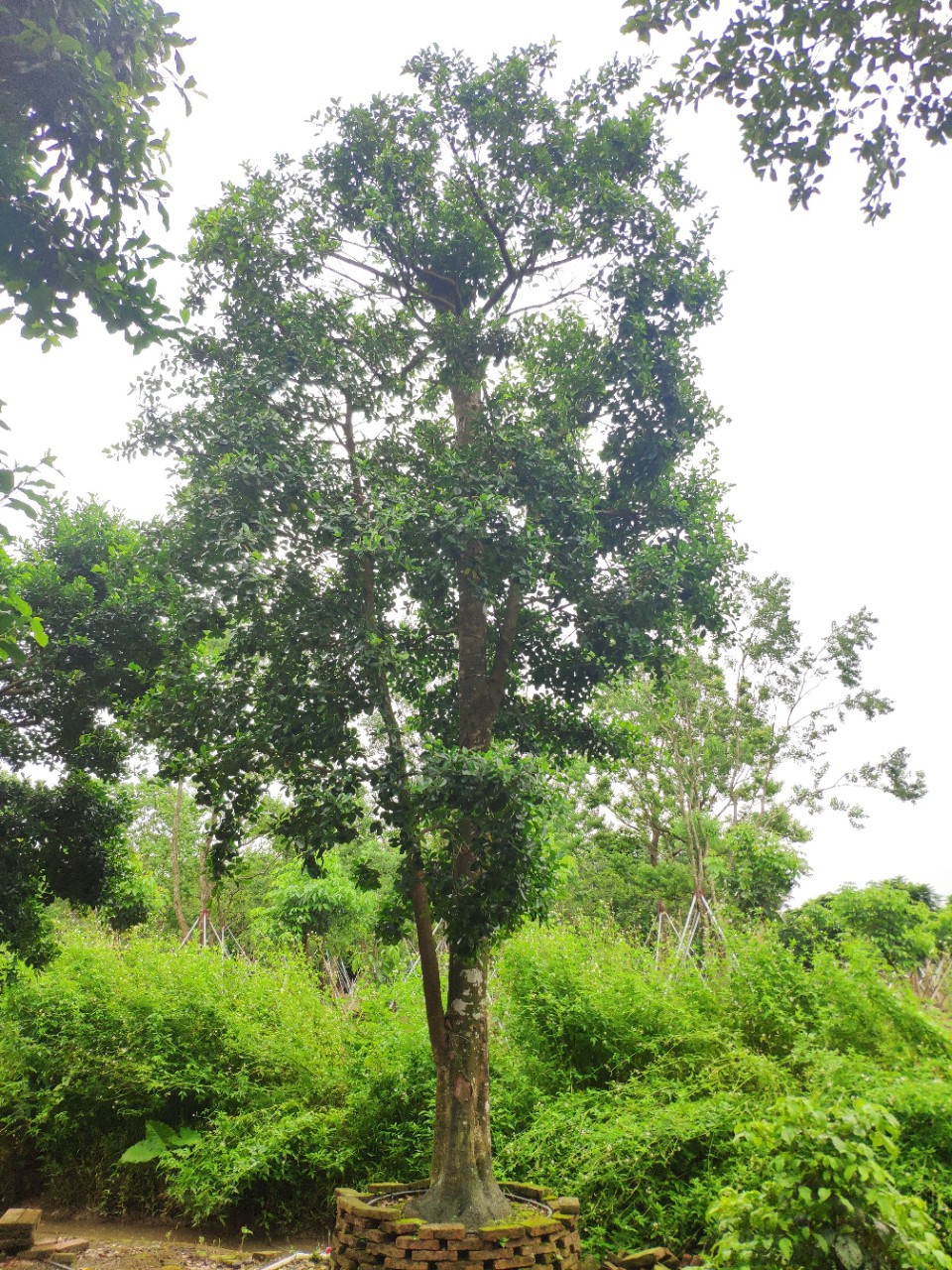 908供应 和顺树 25-30cm假植苗 庭院树 绿化乔木
