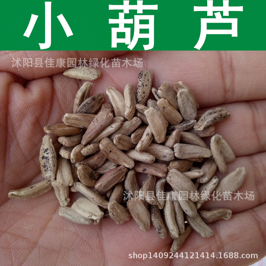 园艺花卉种子 葫芦种子 文玩葫芦 小葫芦种子 葫芦籽 1件=1斤