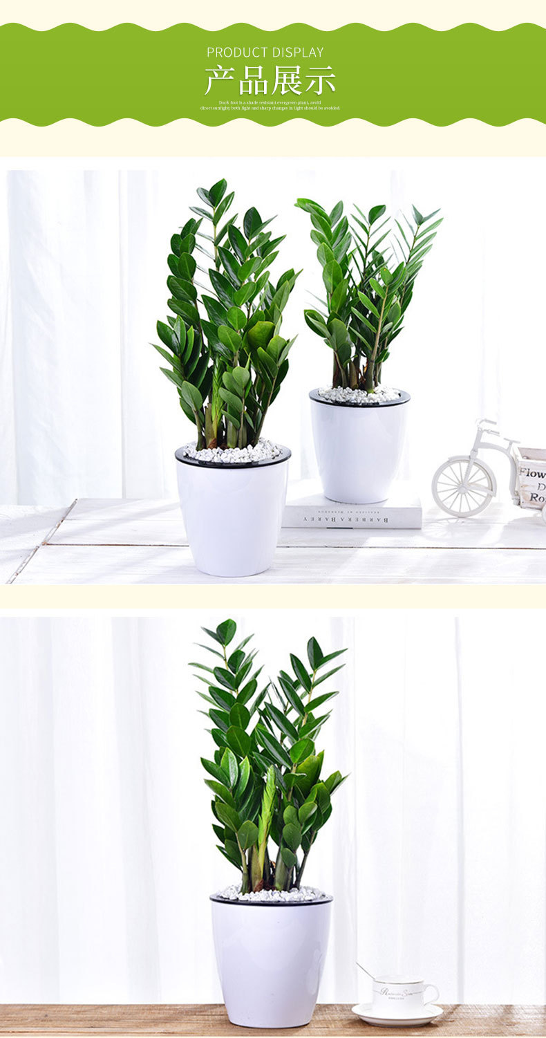 摇钱树金钱树室内客厅绿植盆景盆栽花卉吸甲醛观叶招财植物