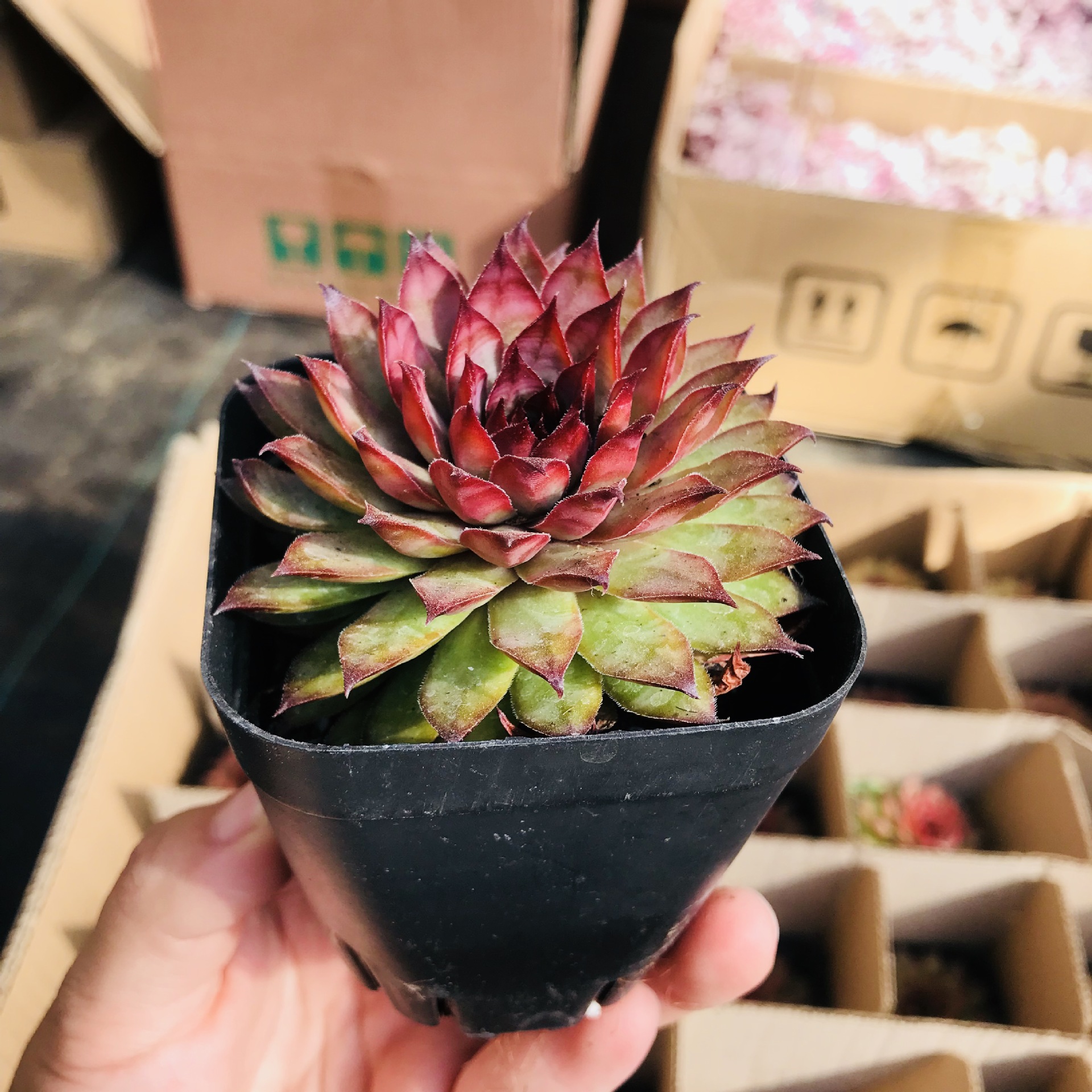 多肉植物批发 室内观赏多肉小盆栽 多肉盆栽红钻长生草萌肉销售