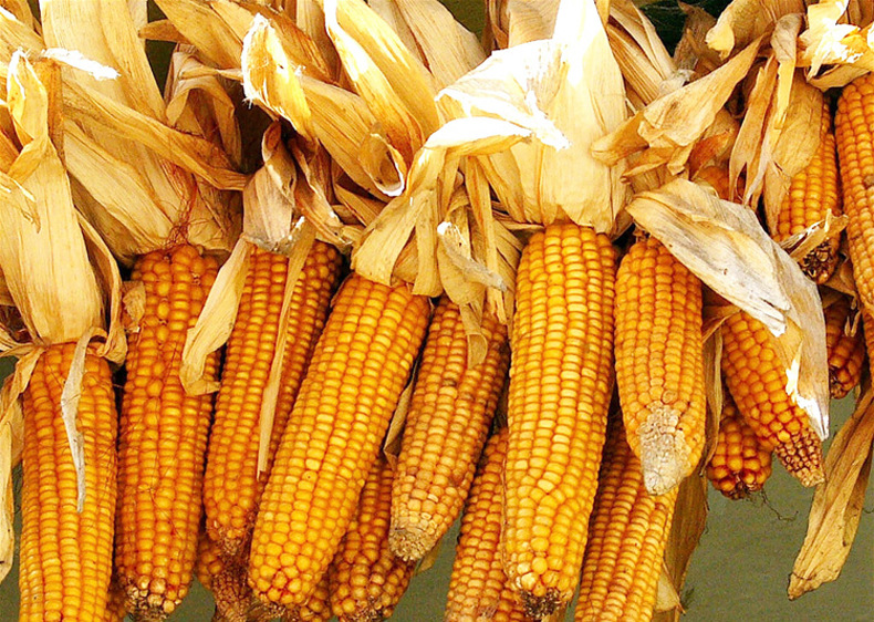 仓鼠主粮新货带皮干玉米棒子真实苞米 农家乐咖啡厅装饰影视拍摄