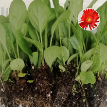 云南基地批发零售 鲜切花卡罗拉玫瑰花苗 月季种苗四季玫瑰小苗