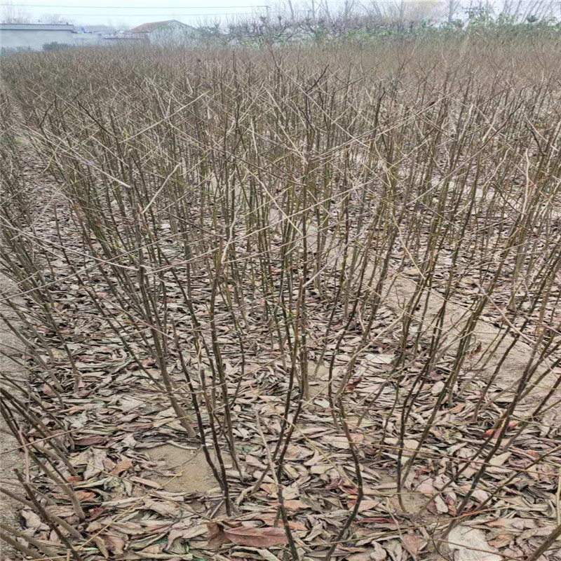 黑枣树苗山东基地 常年供应批发黑枣树苗 挂果率高黑枣树苗