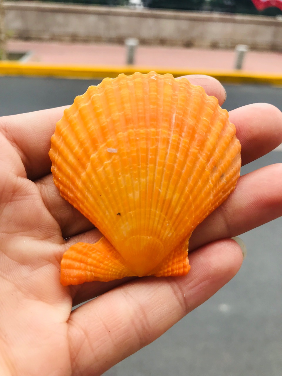 直径5-6厘米天然金黄色扇贝壳 地中海深海贝壳海螺工艺品批发