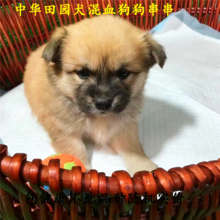 中华田园犬狗活幼体纯种土狗幼犬大型活体小型宠物狗串串狗狗活体