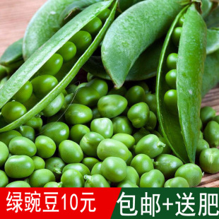 豌豆蔬菜种子图片_豌豆蔬菜种子图片大全 - 阿里巴巴海量精选高清图片