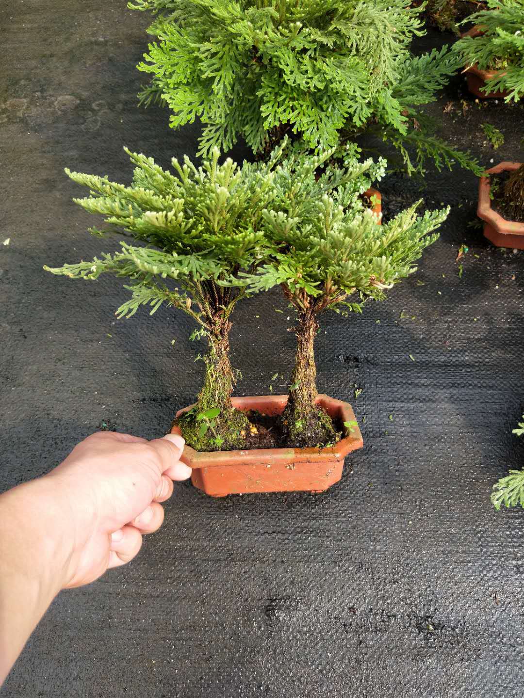 基地直销 万年松小盆栽花卉批发 室内观赏盆景盆栽绿植长生草卷柏