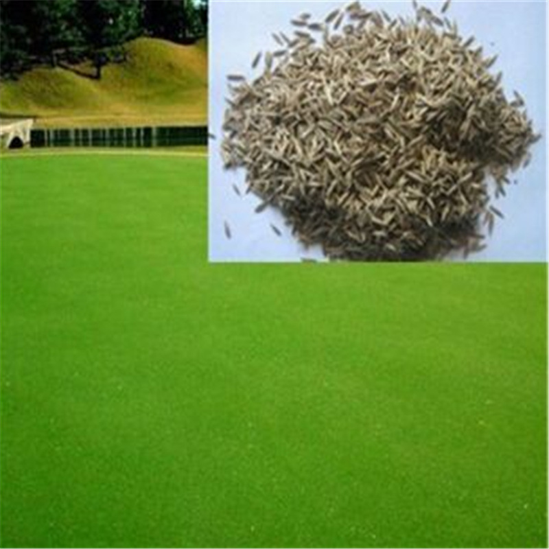 出售进口草坪种子|高尔夫球场草籽|  果岭草草坪种子