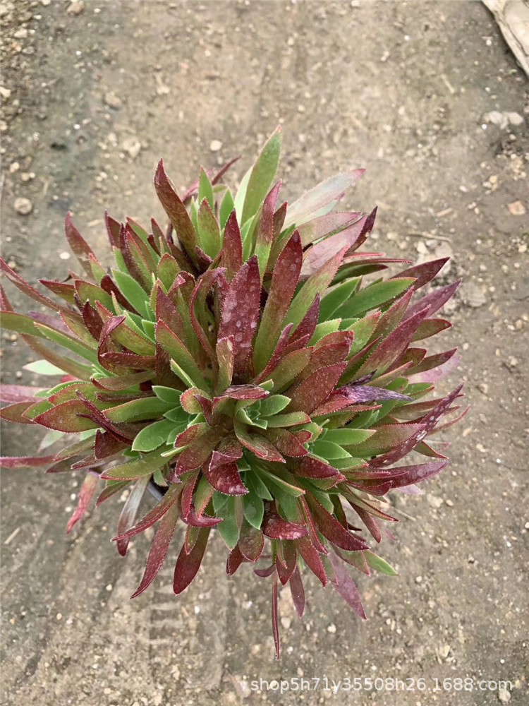 319多肉植物基地批发盆栽火凤凰法师手捧花多肉品种裸根发