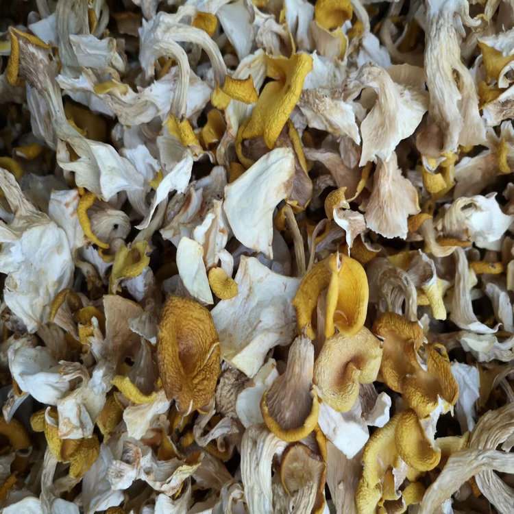 鸡油菌 鸡油黄菌 云南人工鸡油菌 食用菌批发 产地直销