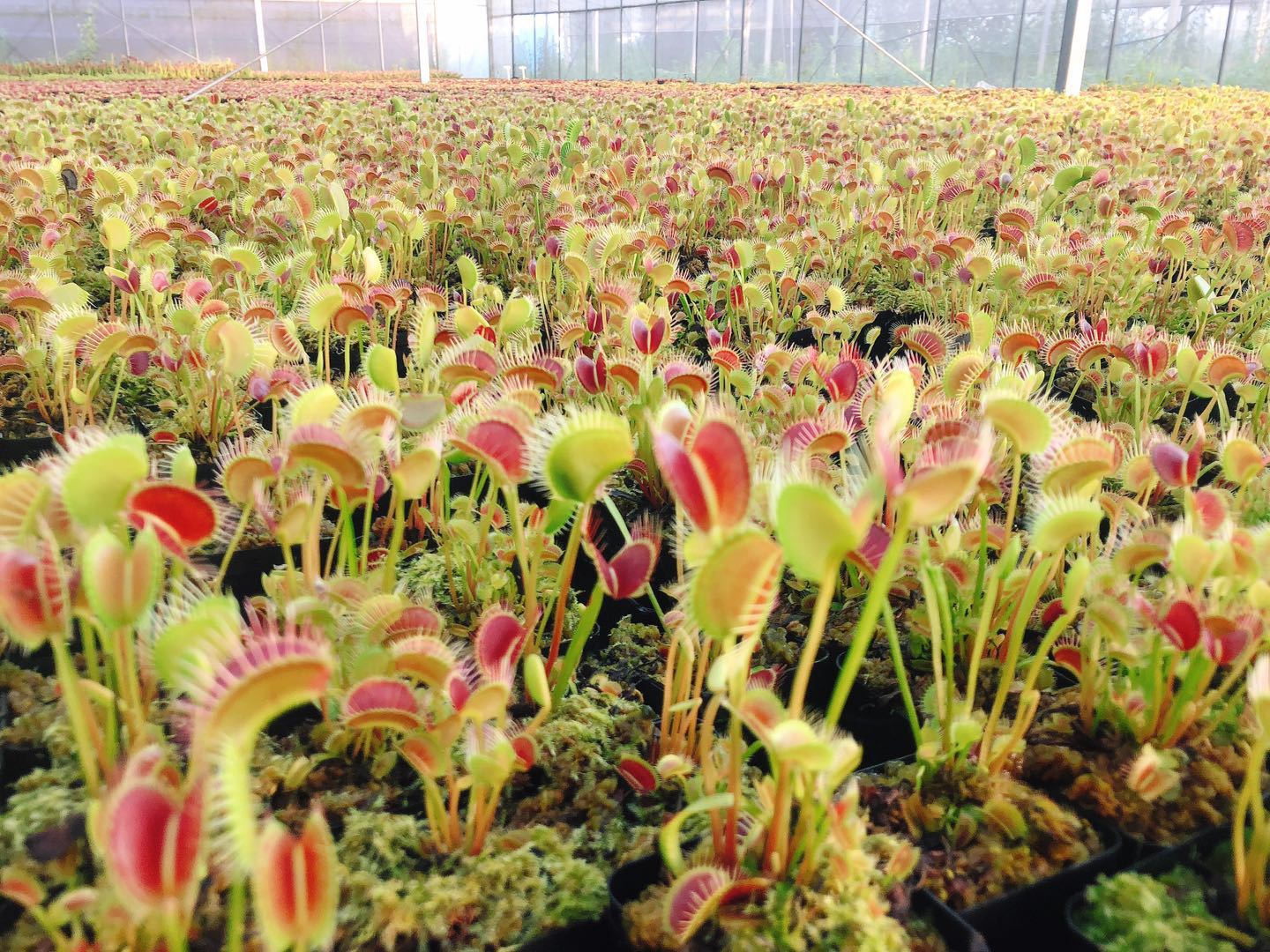 各种捕蝇草批发 三十亩食虫植物养殖基地直接发货 一手货源