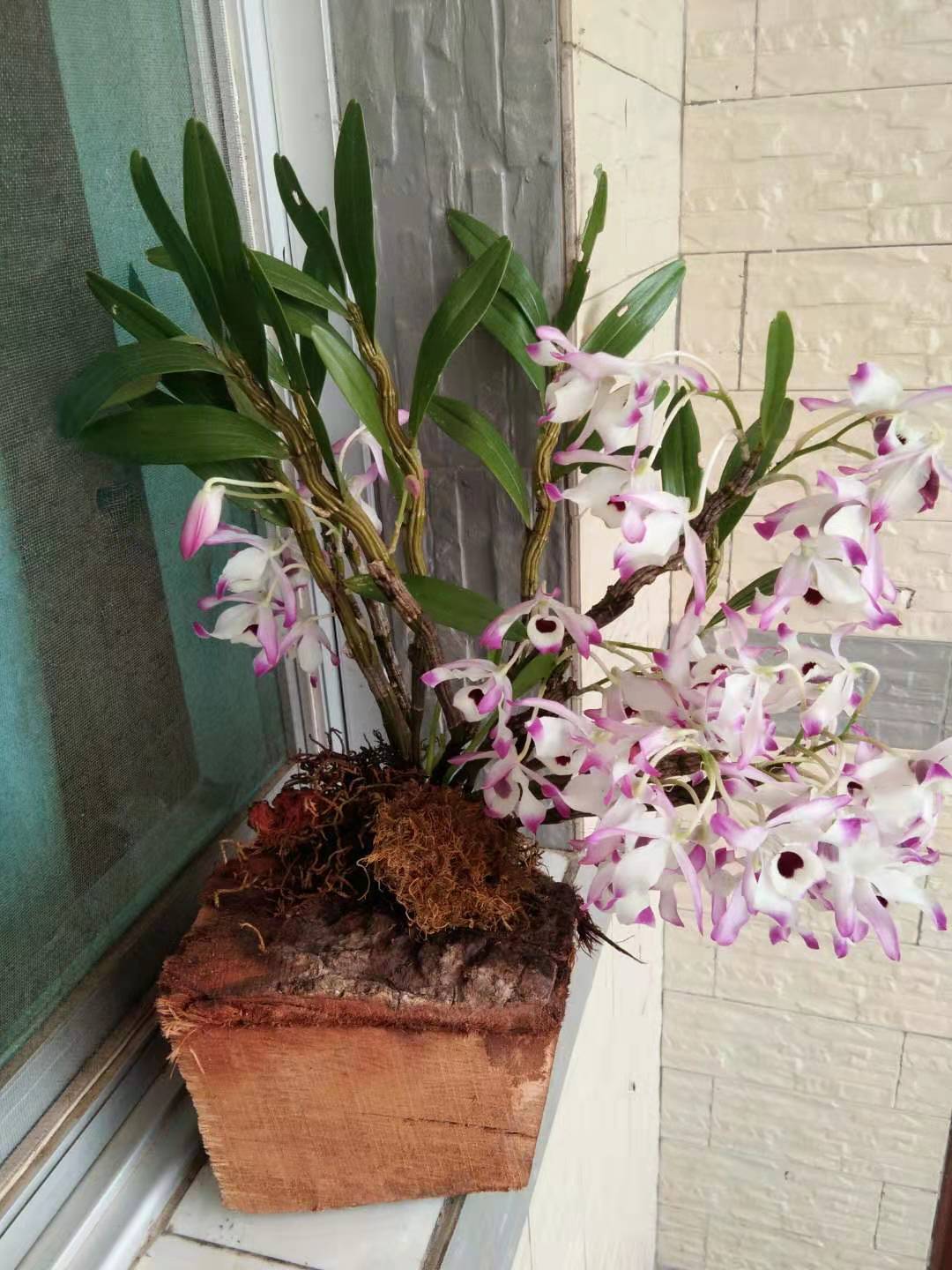 云南金钗石斛苗花卉观赏 盆景散装称重大量批发