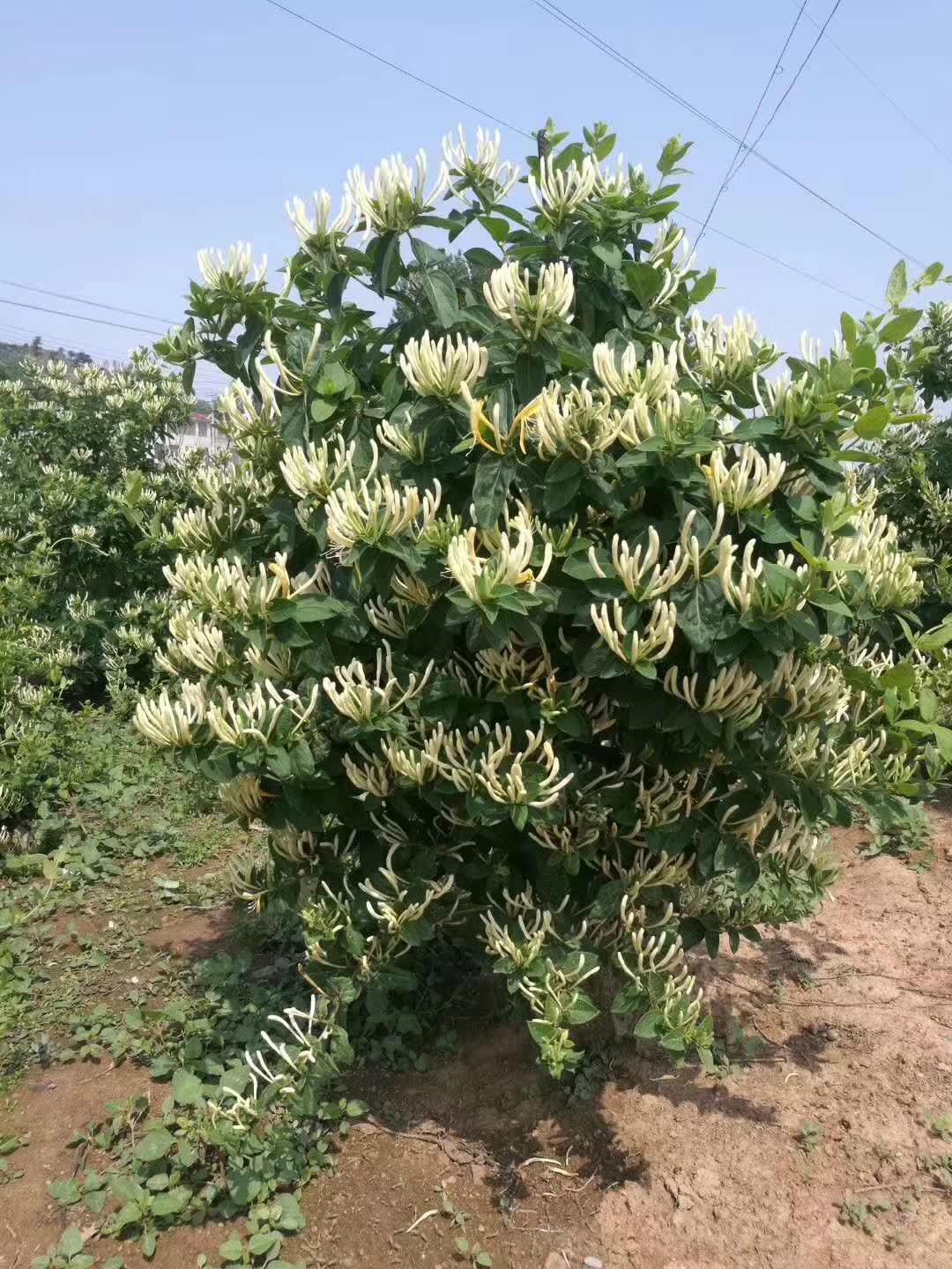临沂市公司直营地道药用北花一号金银花树苗四季花树苗大毛花树苗