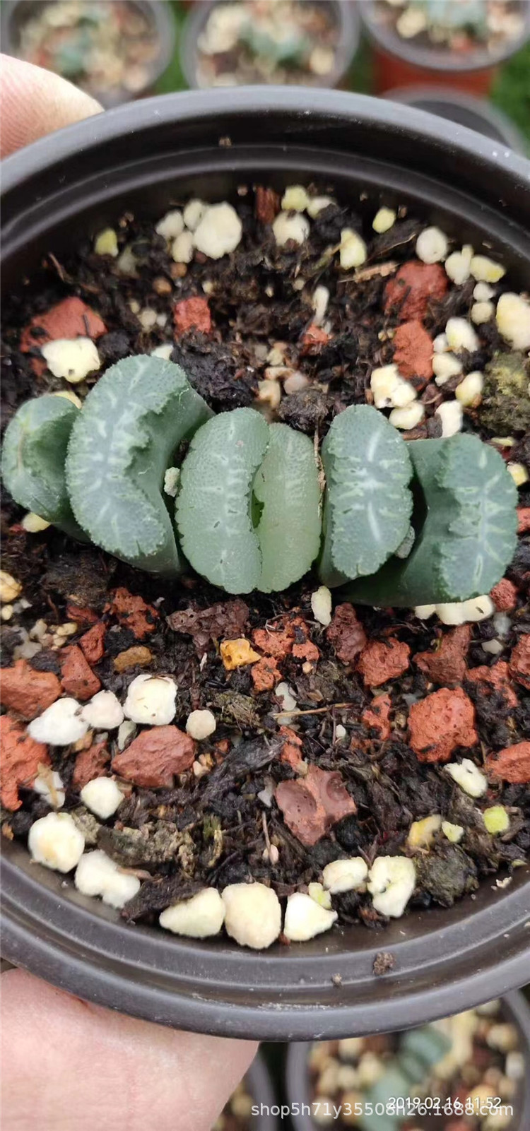 236基地批发十二卷属多肉植物 白玉窗玉扇单头5cm左右多肉裸根发