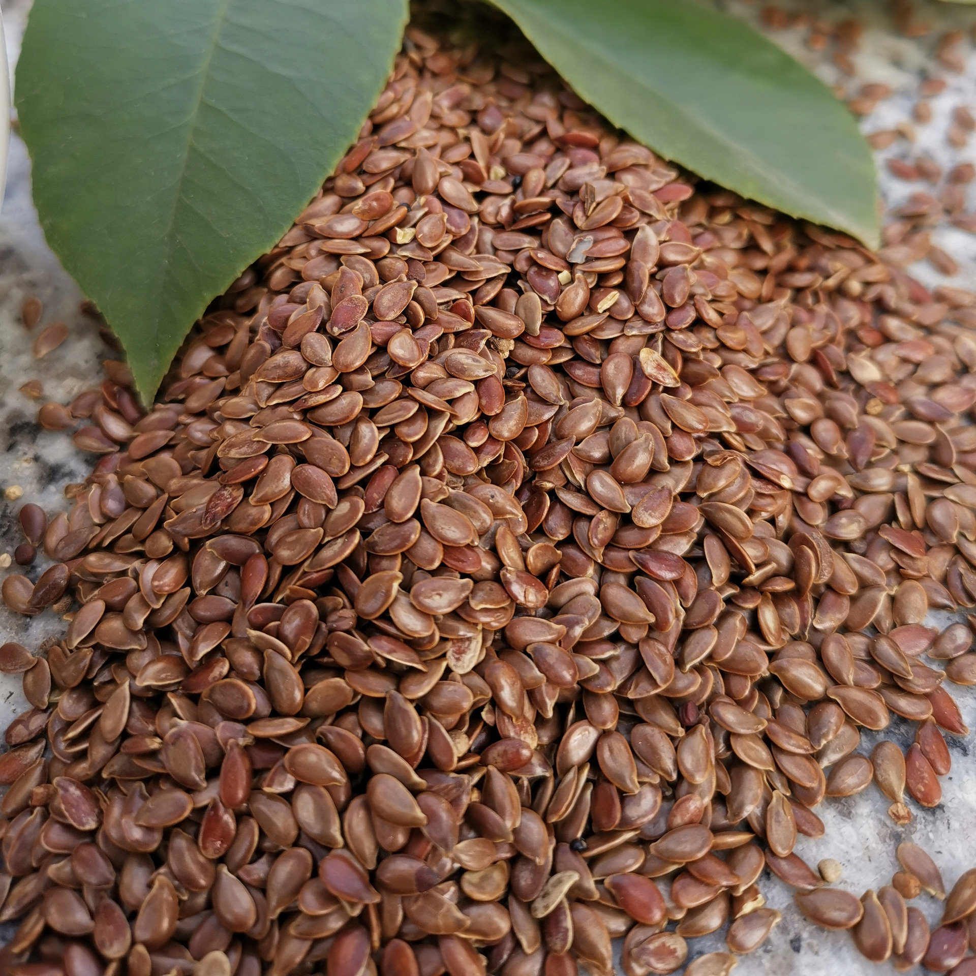 低温烘焙熟亚麻籽 烘焙熟亚麻籽 亚麻籽磨粉专用 熟亚麻籽批发