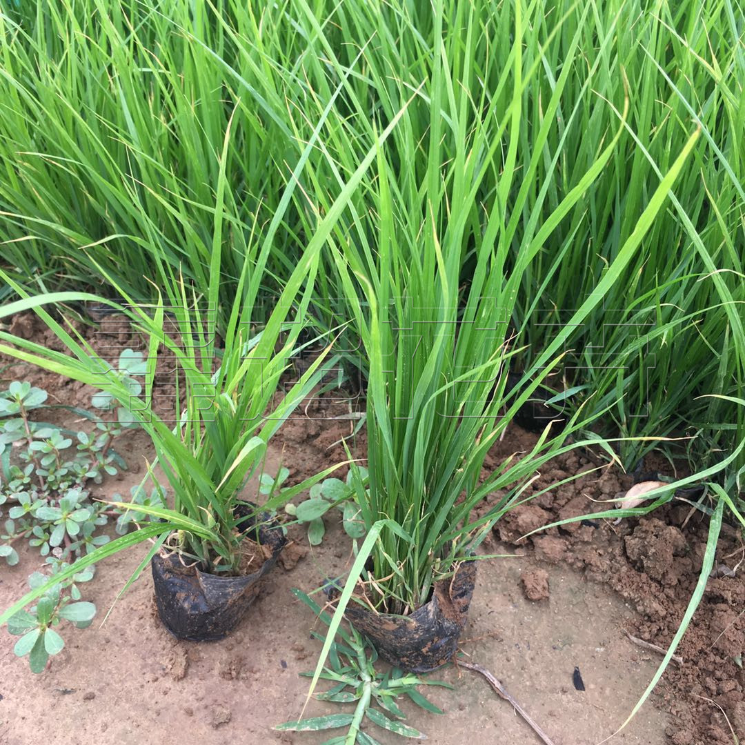 小兔子狼尾草批发 大布尼狼尾草苗 园林绿化观赏草工程苗狼尾草