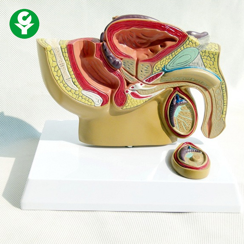 桌上型男性前列腺模型男科生殖系统解剖男性盆腔矢状切面示教模型