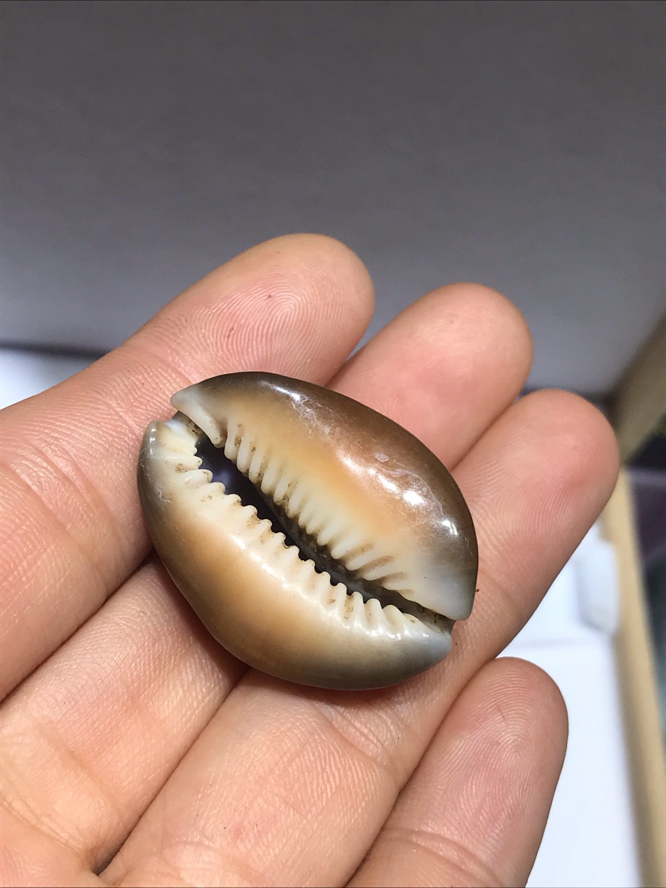 3厘米左右光泽亮打孔雪山宝螺 收藏标本螺天然贝壳海螺工艺品批发