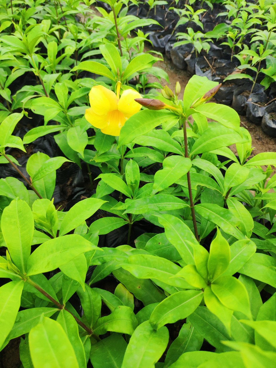 906供应软枝黄婵金蝉花2040cm高七斤袋苗地被