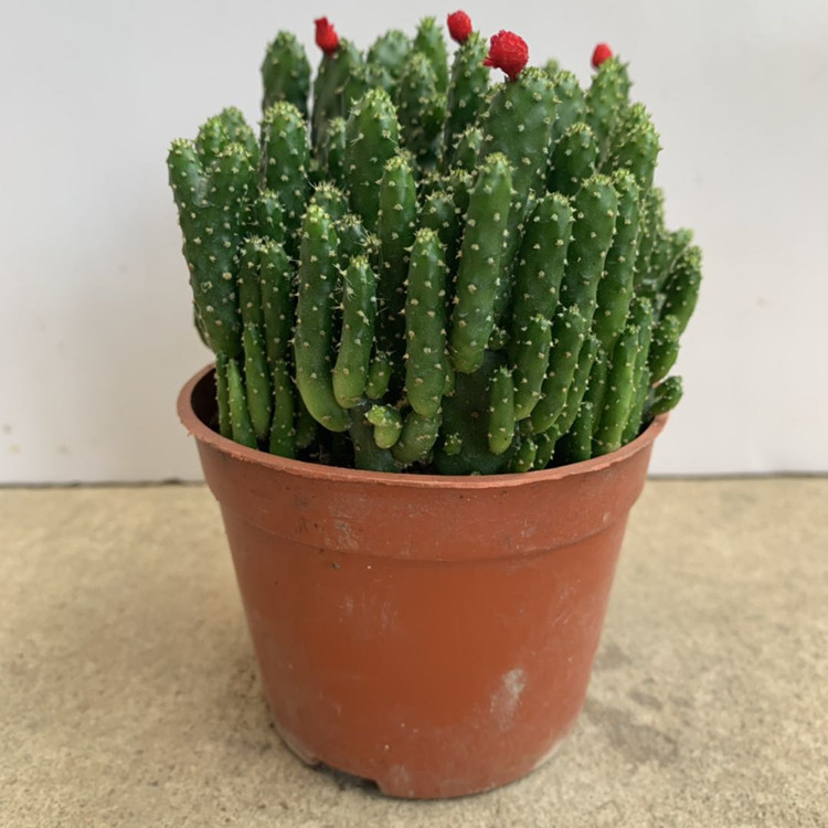 基地直销 多肉植物招财手 防辐射绿植摇钱树办公室内肉肉组合盆栽