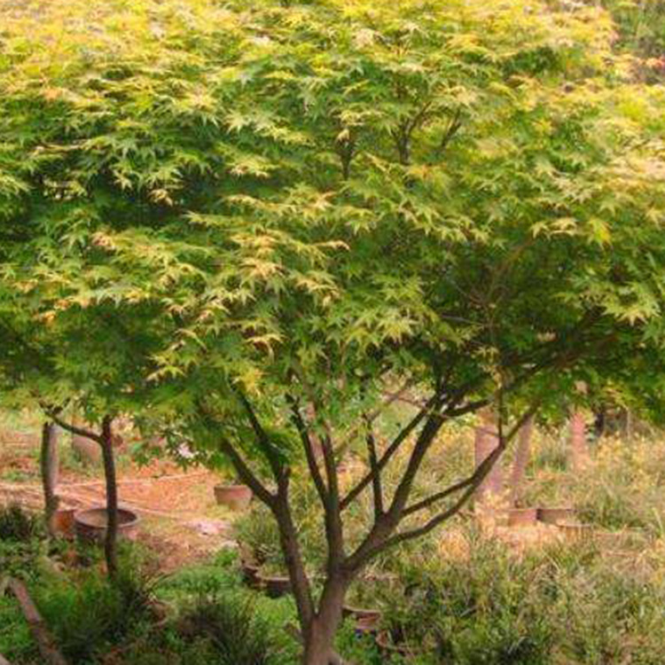 基地批发绿化苗木鸡爪槭树苗鸡爪槭小苗庭院绿化成活率高价格优