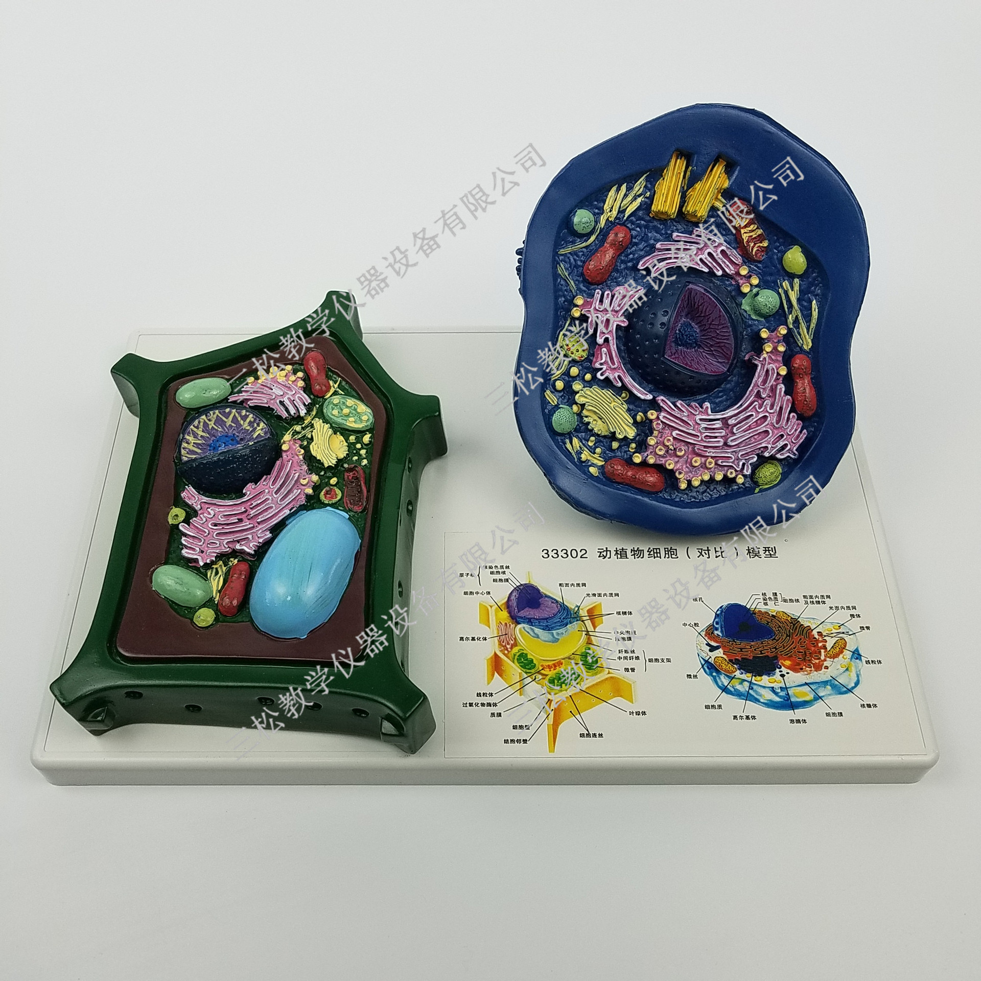 动植物细胞对比模型 动物细胞模型 植物细胞模型 pvc制教学仪器