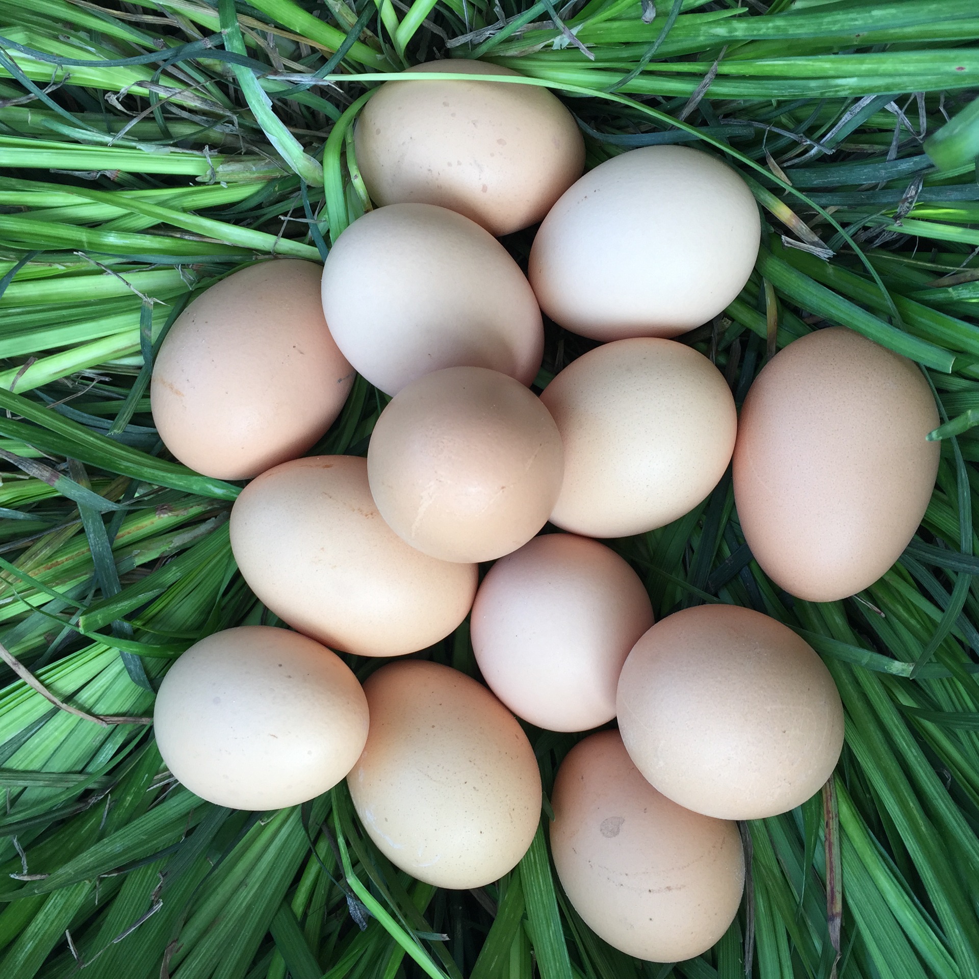 农二,农五虫草土鸡蛋,420/箱,净重38斤—47斤,日捡日发