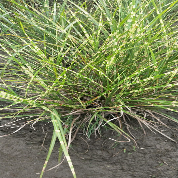 精品斑叶芒细叶芒花叶芒基地大量大出售量大优惠