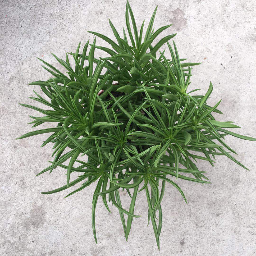 基地直供 多肉植物 欢乐豆 120#盆栽