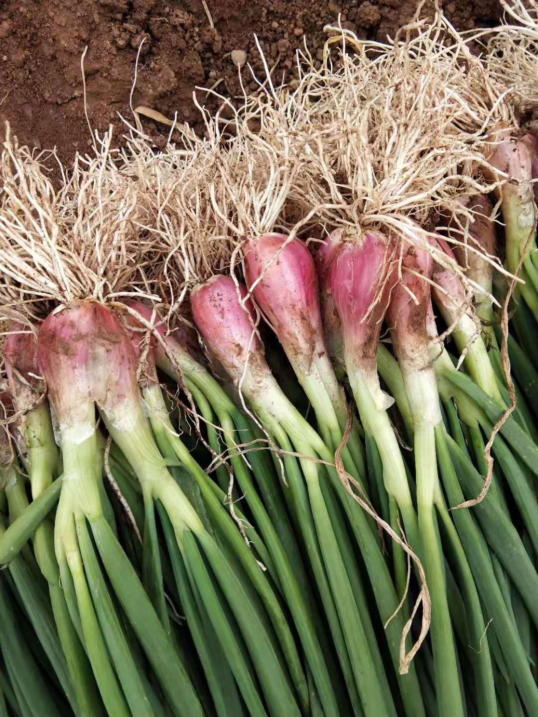原产地供应成都优质 葱头 火葱 香葱 红葱四季各种蔬菜香葱盆栽阳
