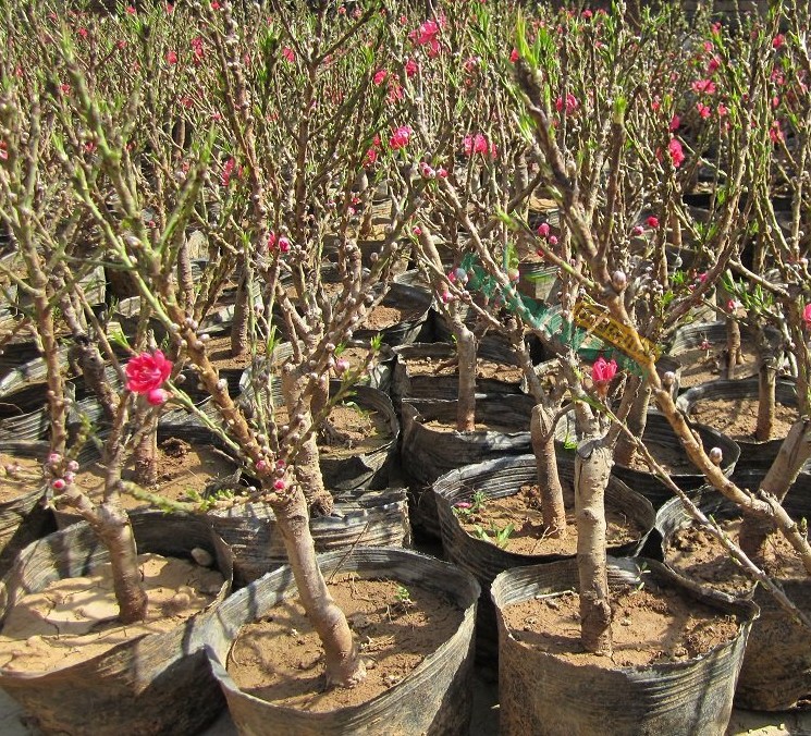 造型寿星桃树苗盆栽树桩盆景粉红色重瓣桃花苗阳台花卉带花苞