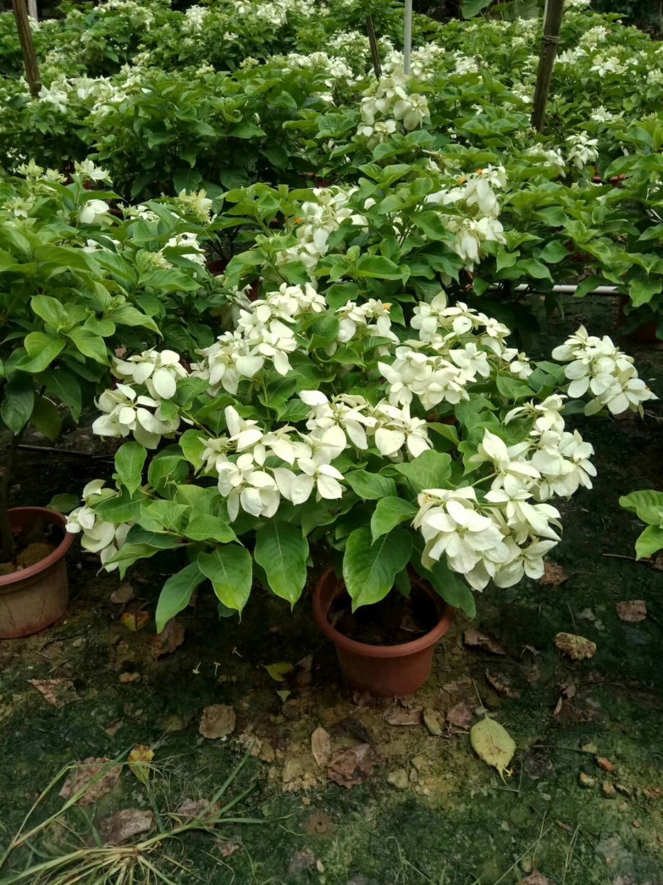 907供应 玉叶金花 白纸扇 0.6-1米高袋苗 盆栽 花期长 基地直销