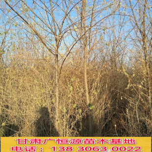 出售红柳籽 籽播红柳树苗 优质毛货红柳种子-阿里巴巴