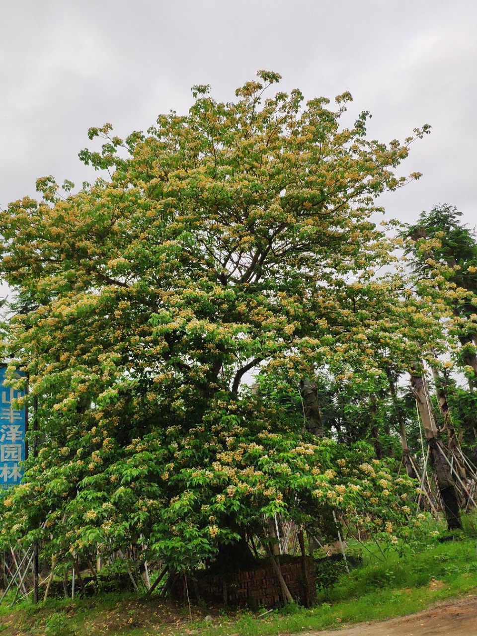 904基地直销全冠鱼木1米大树假植苗丛生多杆鱼木头