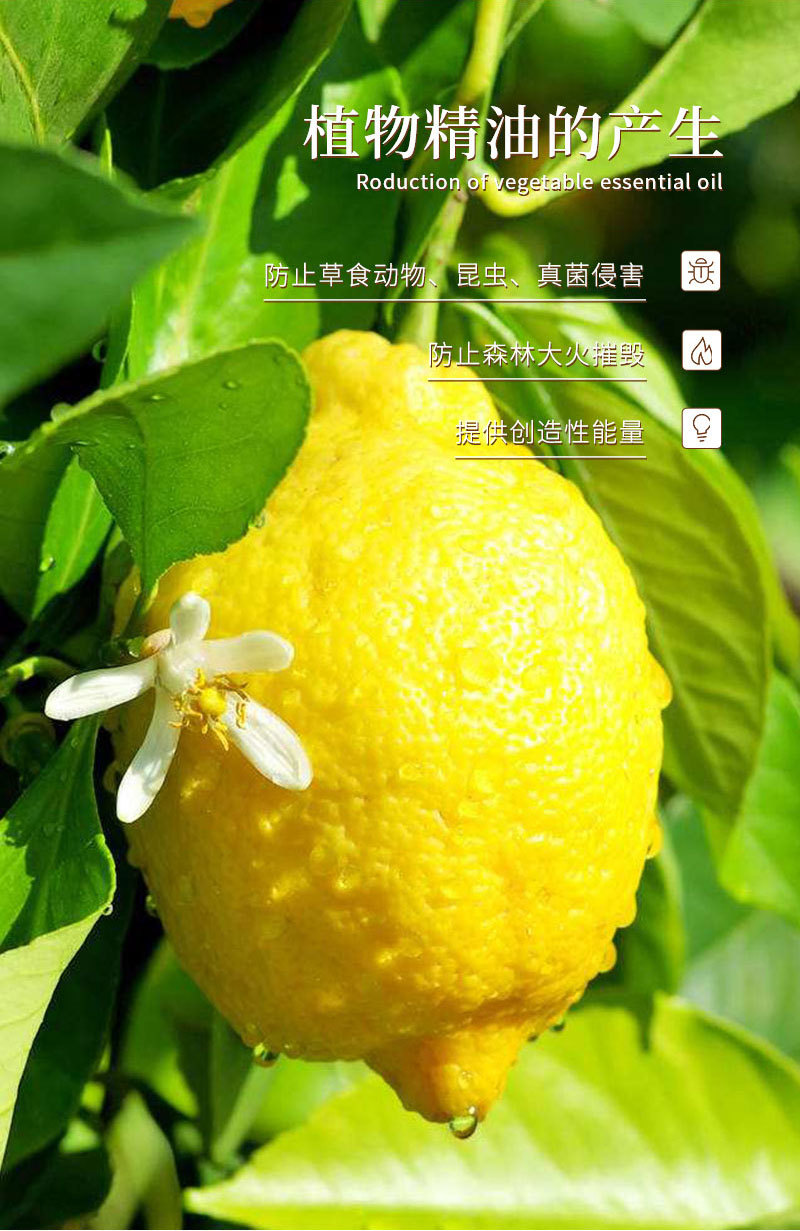 紫馨园柠檬单方精油 植物香薰手工皂蜡烛diy添加雾化器精油