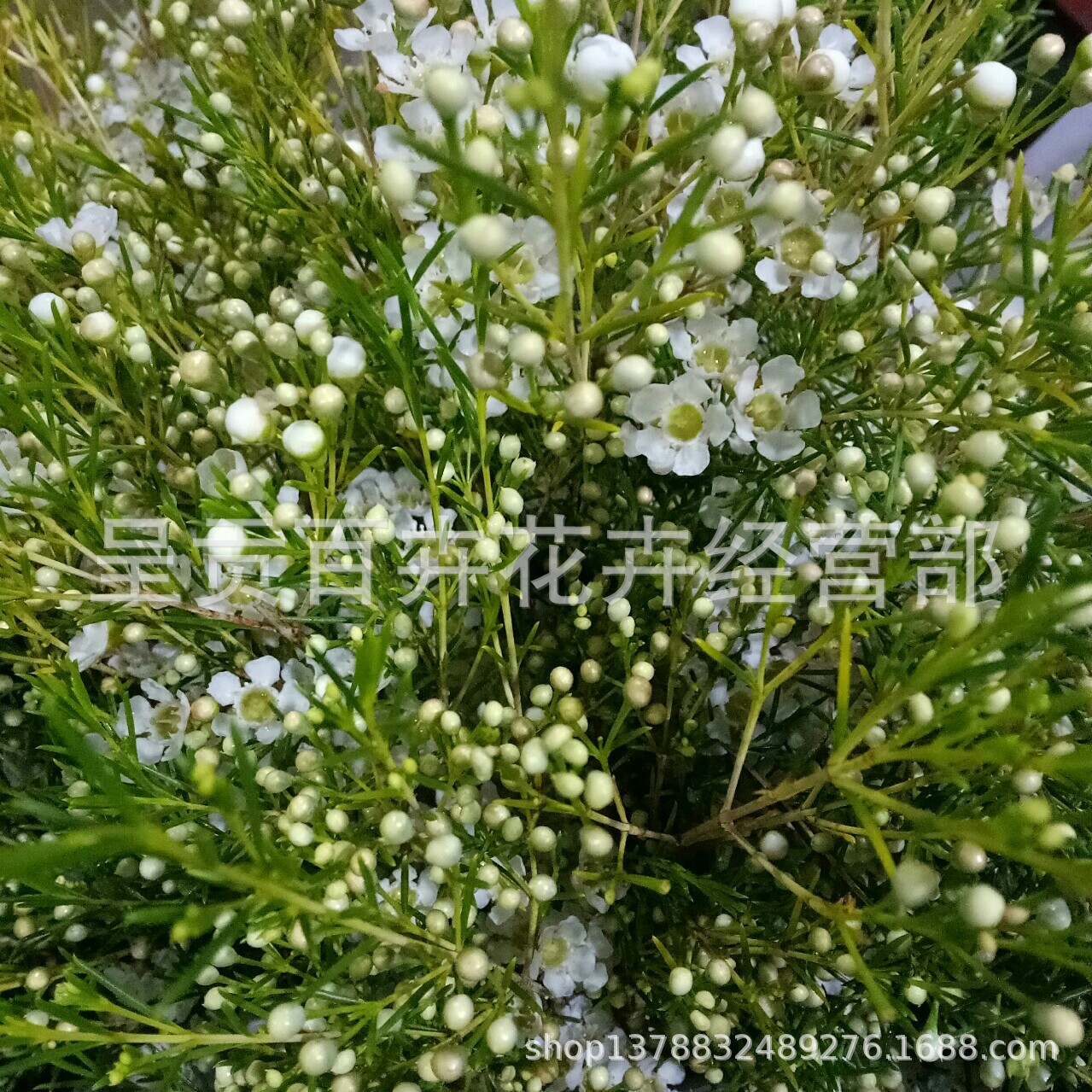 腊梅鲜花批 云南鲜花基地种植的新鲜腊梅 清香腊梅花基地直发