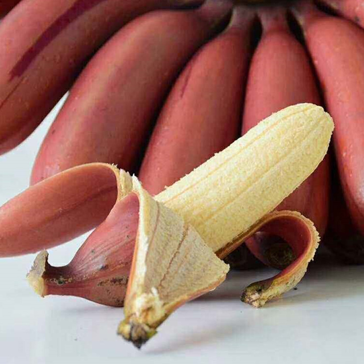 广西红香蕉新鲜水果红美人蕉 红皮香蕉火龙蕉5斤装9斤装 一件代发