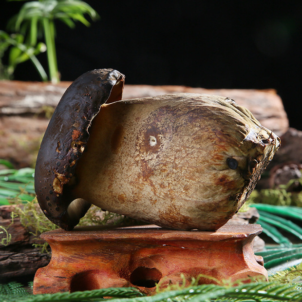 产地供应食用菌云南新鲜黑牛肝菌菇鲜货散装黑牛肝菌食材定制批发